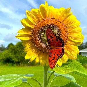 Meet your Posher, Angie🌻